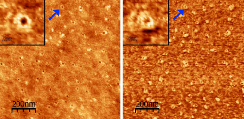 Melittin pores in supported lipid monolayers