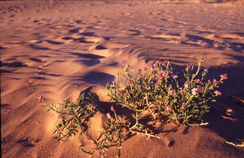 Cakile maritima