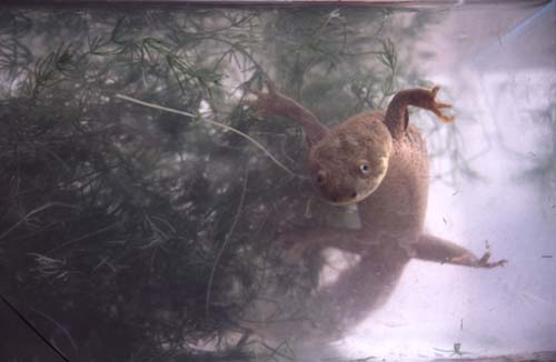 Gallipato 3
