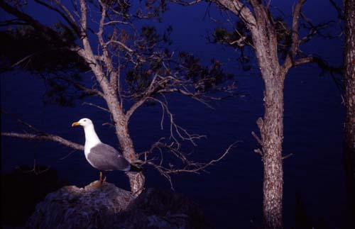 Gaviota patiamarilla 2
