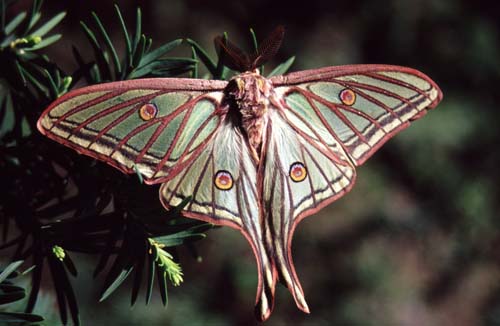 Graellsia isabelae 2