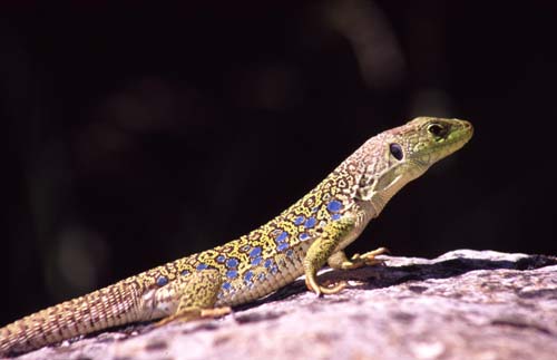 Lagarto Ocelado 2