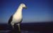 Gaviota Patiamarilla 5