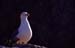Gaviota patiamarilla 4