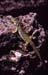 Lagarto Ocelado 1