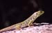Lagarto Ocelado 2