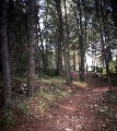 trialera_entre_pinos * Senda trialera a la altura del Km. 30. * 313 x 350 * (75KB)
