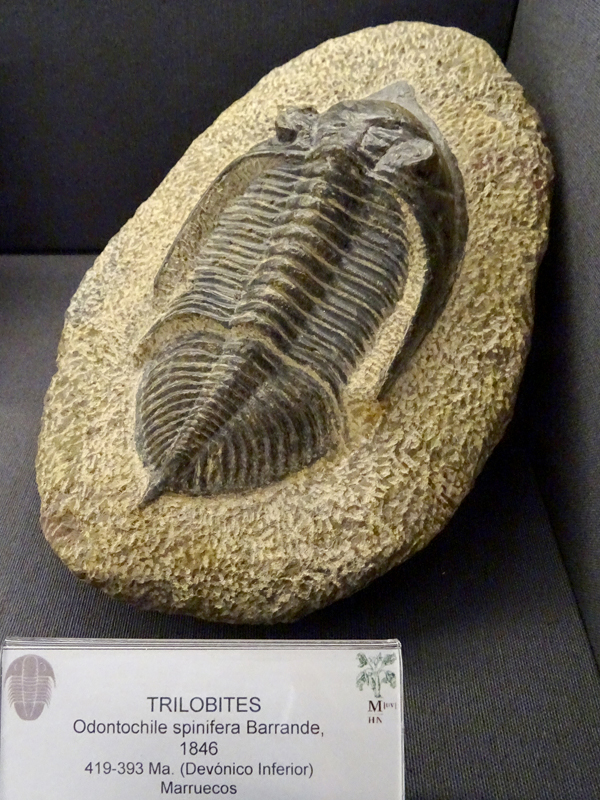 Fósiles del Periodo Devónico - imatge 0