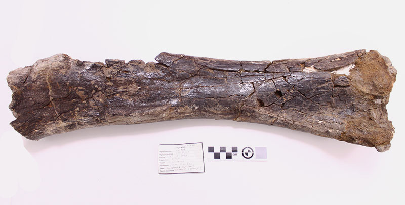 Fémur de dinosaurio titanosaurio adulto (Lirainosaurus astibiae