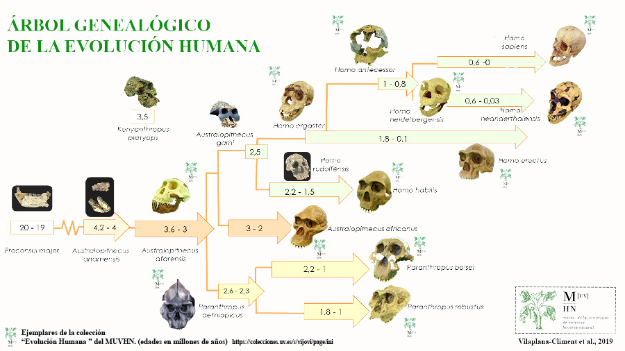 Árbol genealógico homínidos