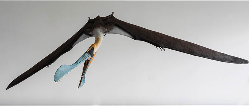 Tropeognathus