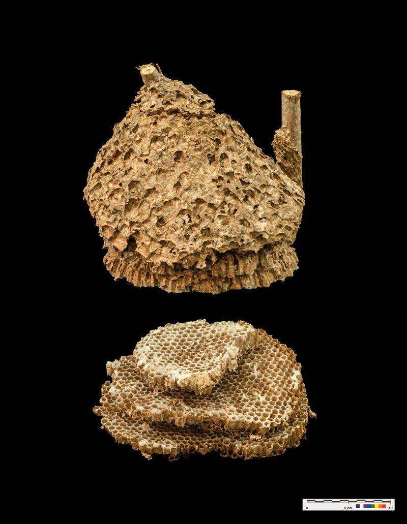 Bresca de vespa asiàtica