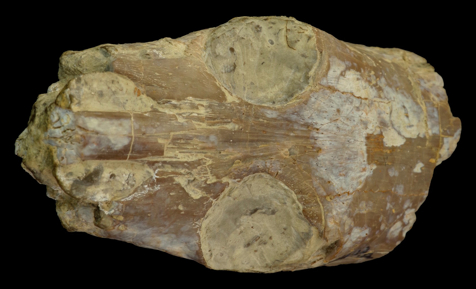Hispaniasaurus cranioelongatus - Marzo