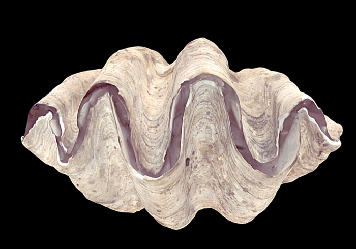 Tridacna gigas - November