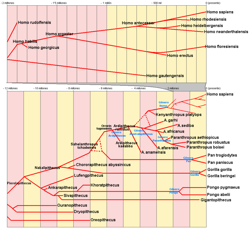 Arbre filogenètic dels Homínids. Foto Wikipedia