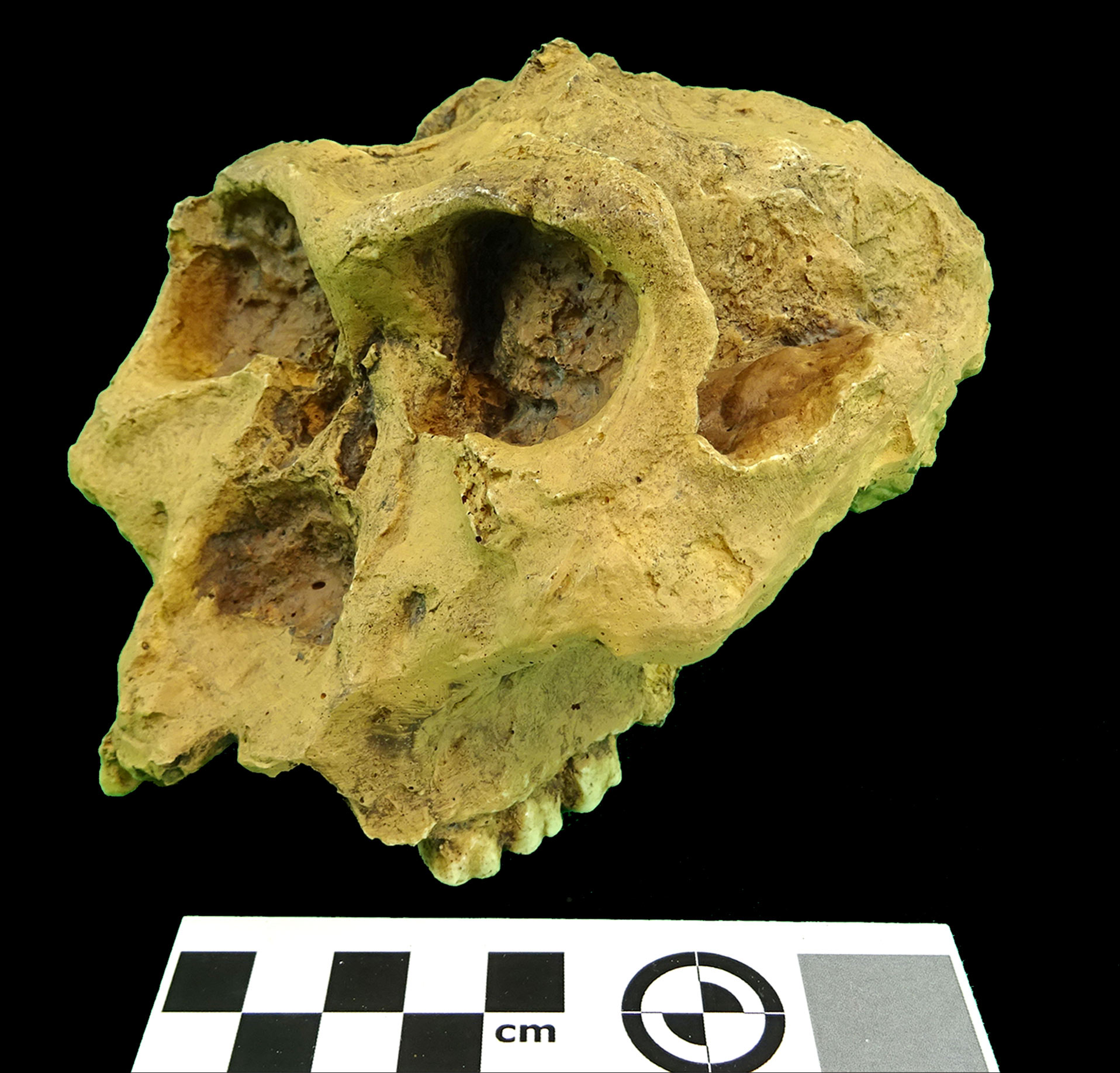 Rèplica en resina de Paranthropus robustus (MGUV 22818) del MUVHN