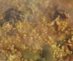 Coccin arroz