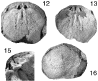 prev. Cryptonella