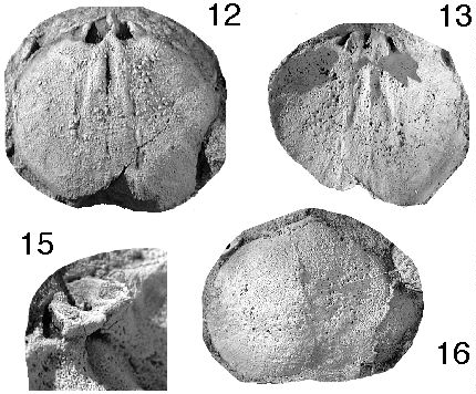 Imagen Cryptonella