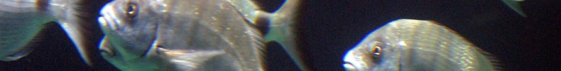 banner2