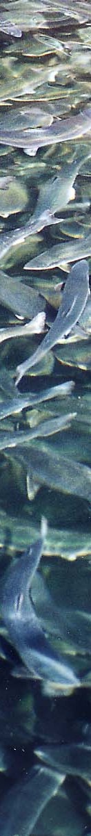 fish_farm