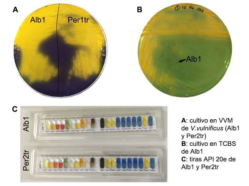 Panel A: culture in VVM, panel B: culture in TCBS, panel C: identification by API-20E strip