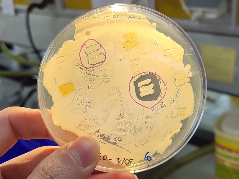 Efecte d'antibiosi (envoltat en morat) observat en una de les plaques sembrades en gespa amb Bacillus sp.