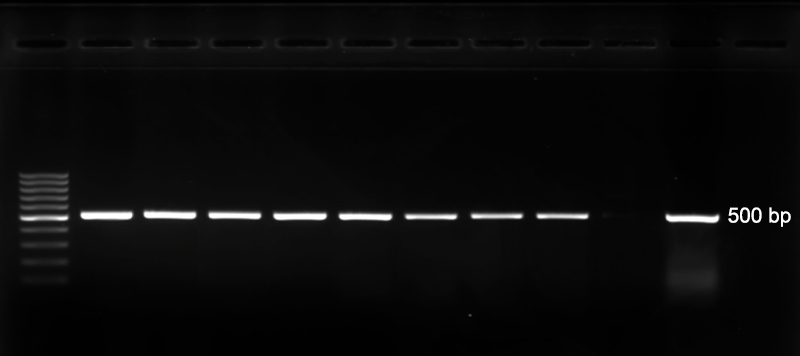 Figura 4. Electroforesi de la PCR per a identificar Vibrio