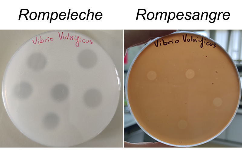 Atacs de la Pokédex bacteriana: rompeleche i rompesangre