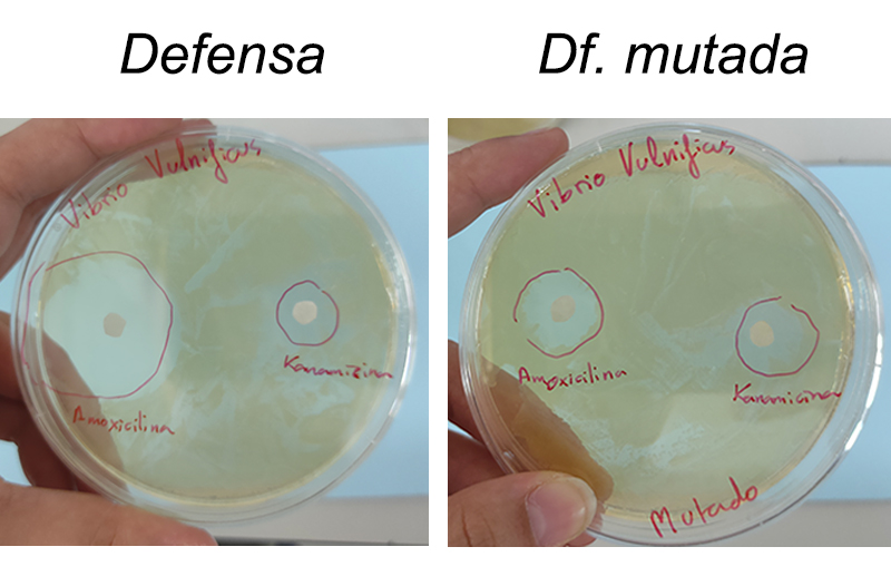 Esquerra: antibiograma amb bacteris salvatges; dreta: antibiograma amb bacteris mutats per a conferir resistència als antibiòtics