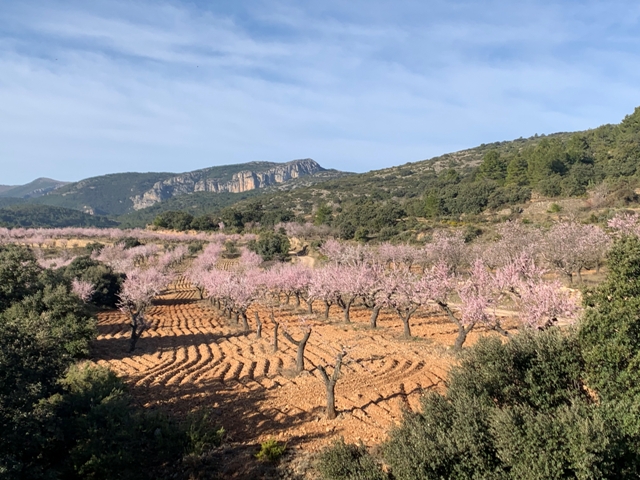 Floración del almendros en Atalaya con Escabia al fondo(febrero 2021)