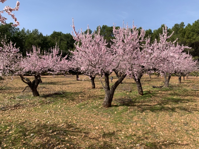 Floración almendros en la Atalaya (febrero 2021)