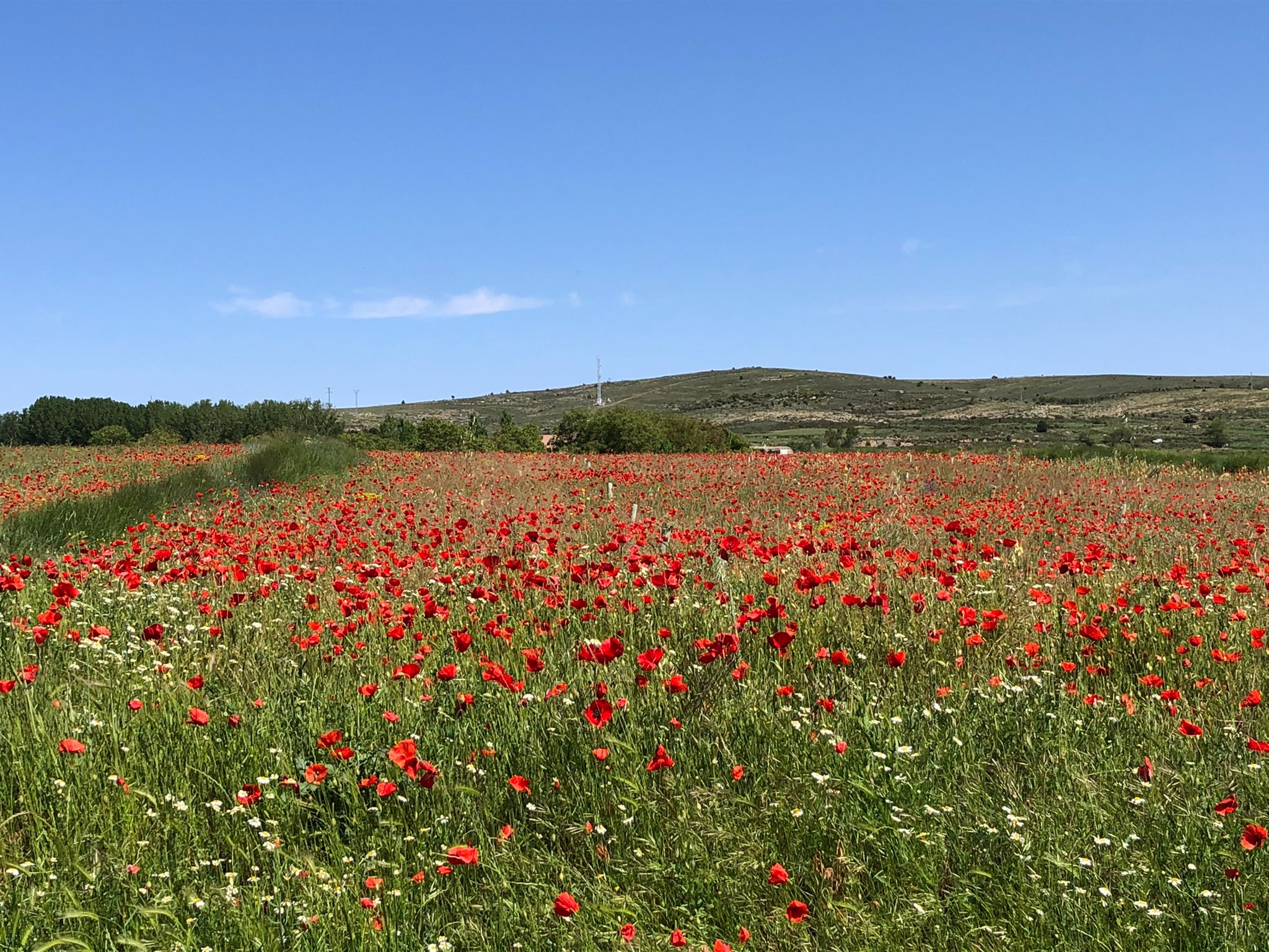 Campo de cereal con amapolas en el plano de El Toro