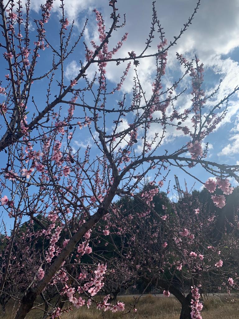 Comienza la floración de los almendros (febrero 2022)