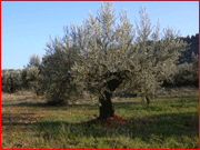 Olivo