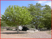 Plátano de sombra