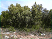 Quercus