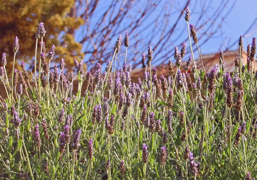 Plantas aromáticas en el Jardí Botànic de la Universitat de València.