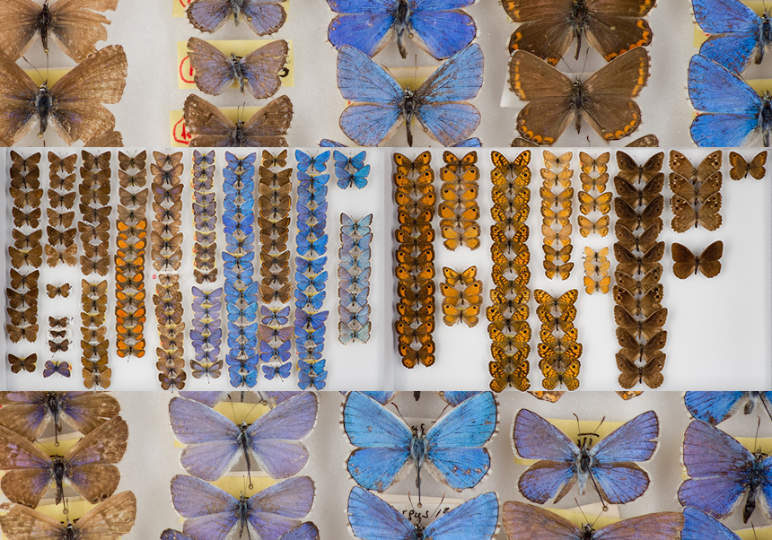 Colección de mariposas diurnas “Carlos Diana” - Enero