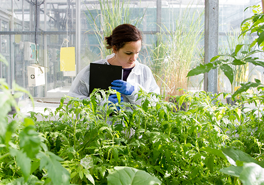 Researcher in a greenhouse