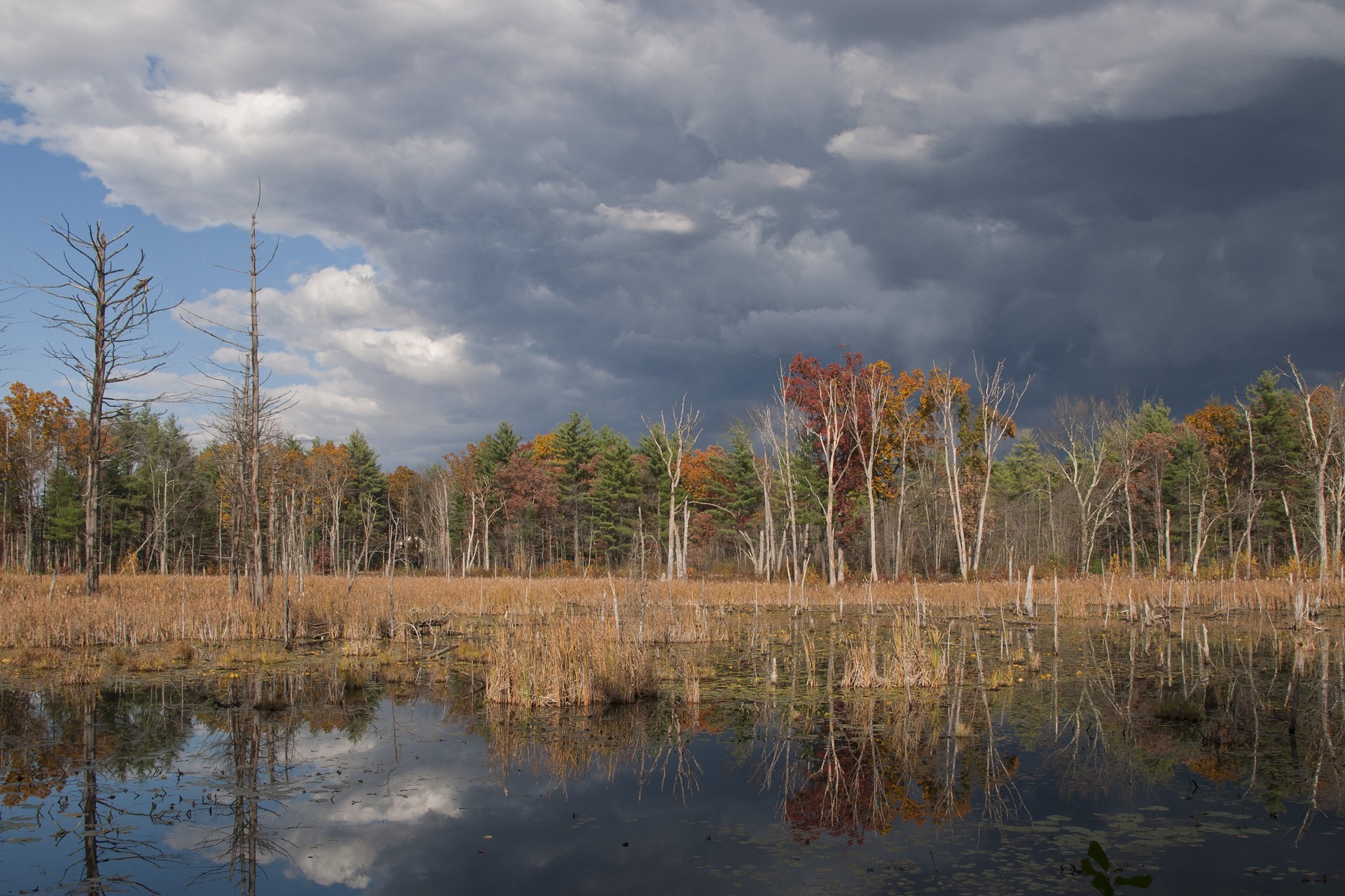 Artificial wetlands improve the quality of water and the conservation of habitats and birds