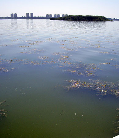 Albufera