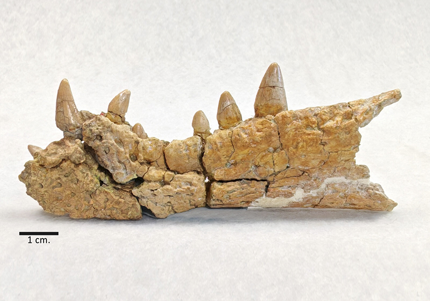 <em>Doratodon ibericus</em> - Enero