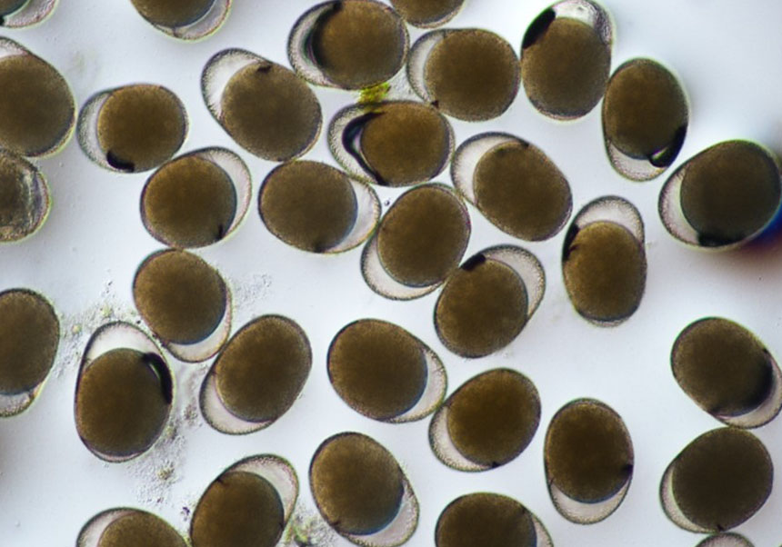 Huevos de diapausa (resistencia) de un grupo de invertebrados acuáticos.