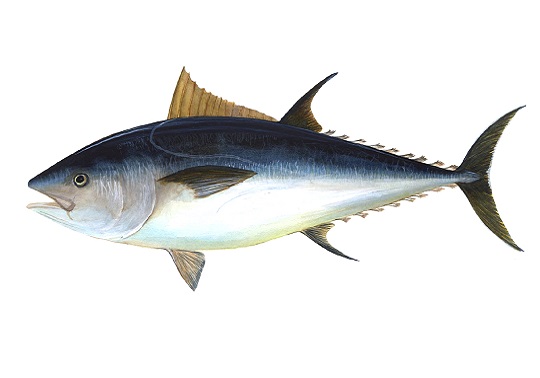 Bluefin tuna