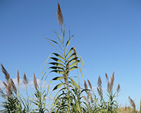 Representative picture of the project