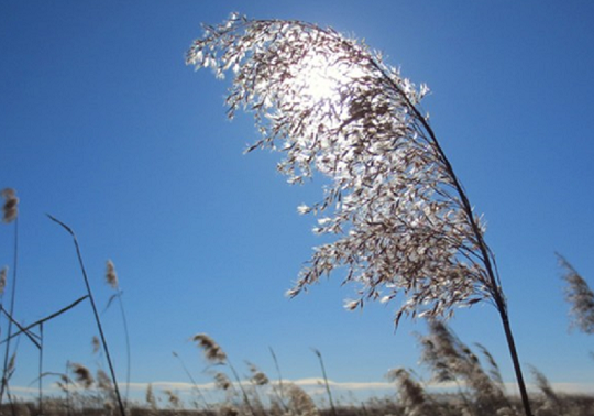 Circular economy for the creation of constructed wetlands