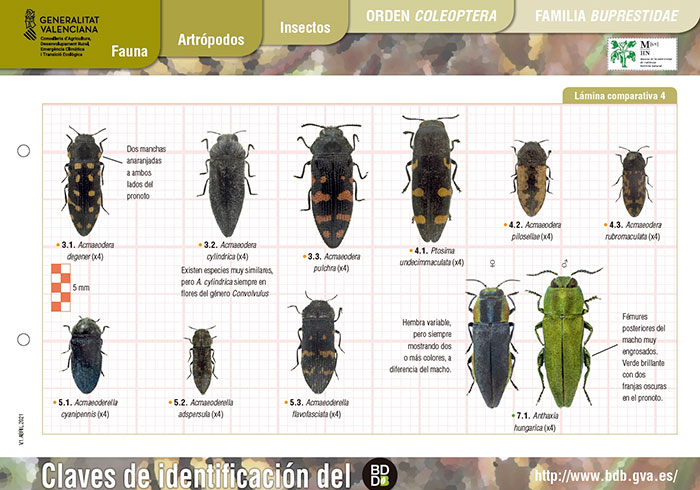 Claves visuales de identificación de bupréstidos