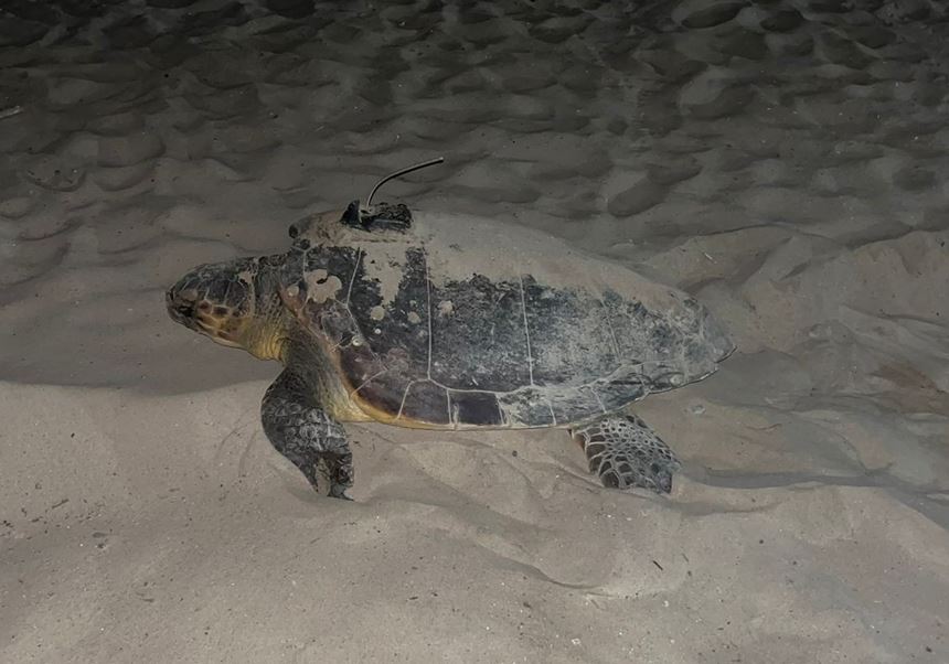 Dàlmata, loggerhead turtle