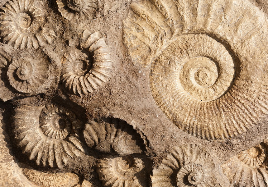 PALEONTOLOGÍA Y DESARROLLO RURAL, VI Edición Universidad de Verano de Aras de los Olmos